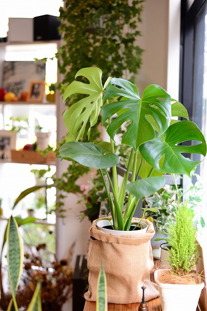 南国の植物モンステラを買いました 東武練馬美容室イロのブログ 髪質改善縮毛矯正が人気の美容院