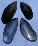 バーナ貝 Masakoの日記