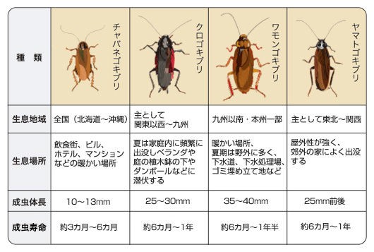 今からでも間に合う ゴキブリ撃退法 いまむらモン日記