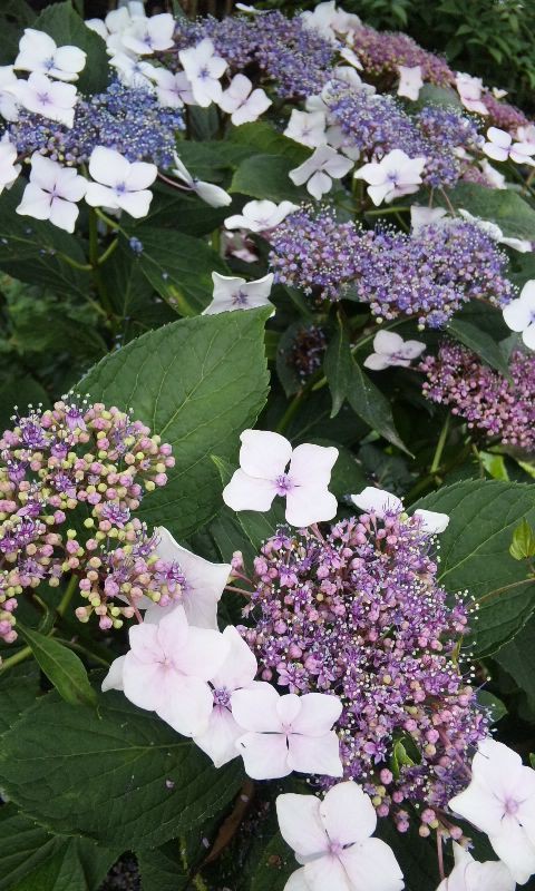 四葩 よひら イマリの いろは塾