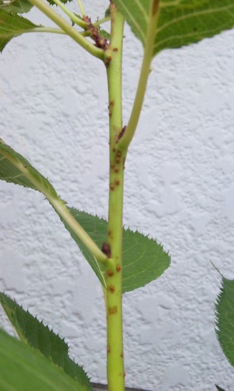 さくら観察 ニキビとか言っていいのは十代だけ イマリの いろは塾