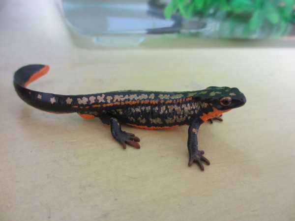 シリケンイモリ Cynops Ensicauda イモリブログ イモリ サラマンダーの飼育日誌ブログ