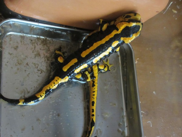 フランスファイアサラマンダー（Salamandra salamandra terrestris）求愛行動 : イモリブログ（イモリ・サラマンダー の飼育日誌ブログ）