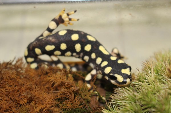 クロカタスツエイモリ（Neurergus crocatus）飼育5年目 : イモリブログ（イモリ・サラマンダーの飼育日誌ブログ）