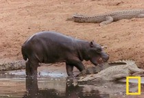 食事中のワニをあま噛みする赤ちゃんカバ インパクト野郎