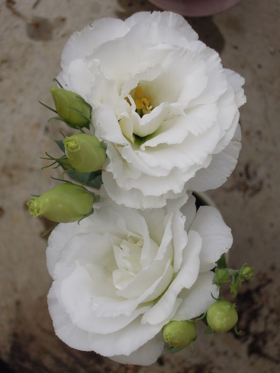 購入3年目のトルコキキョウが開花 今シーズン2回目 イナカモノのイナカグラシ