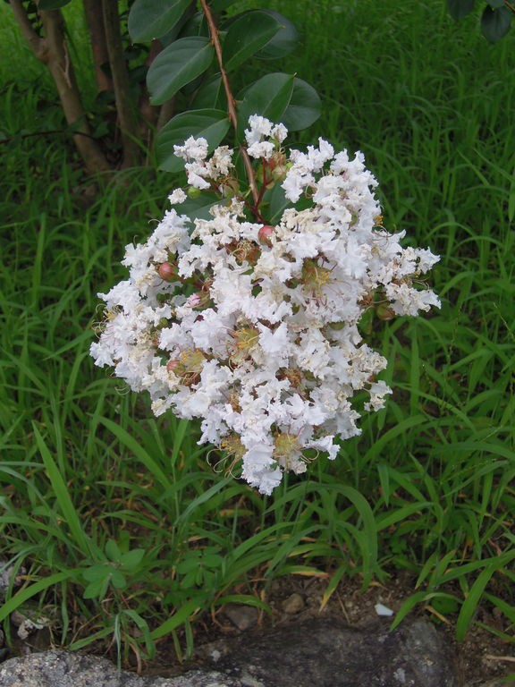 白花のサルスベリが満開 イナカモノのイナカグラシ