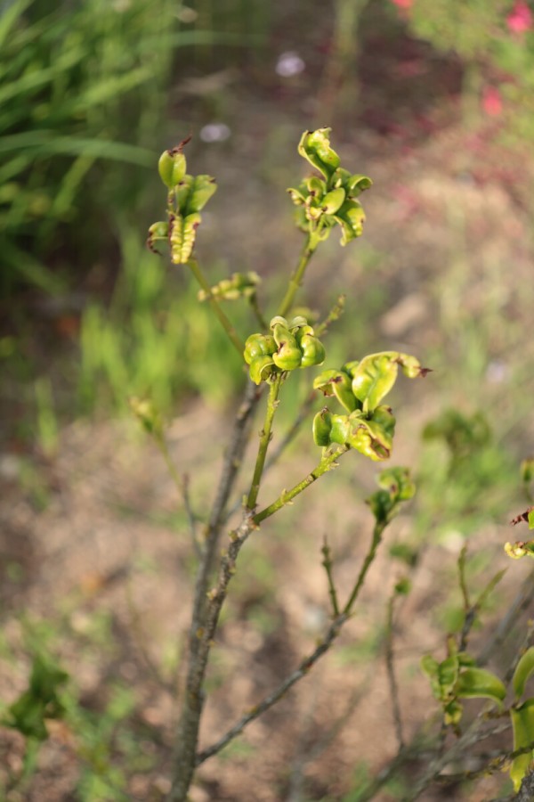 キンモクセイの葉が縮れる問題 その2 剪定のストレスが原因か 21年の様子 イナカモノのイナカグラシ