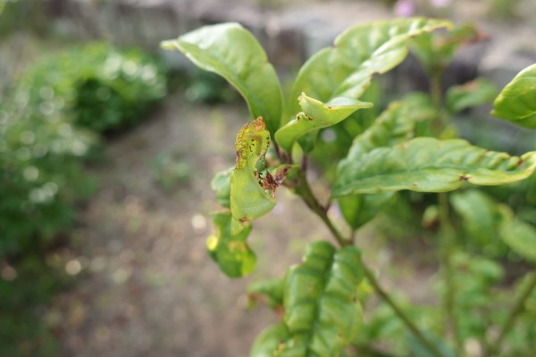 キンモクセイの葉が縮れる問題 その2 剪定のストレスが原因か 21年の様子 イナカモノのイナカグラシ