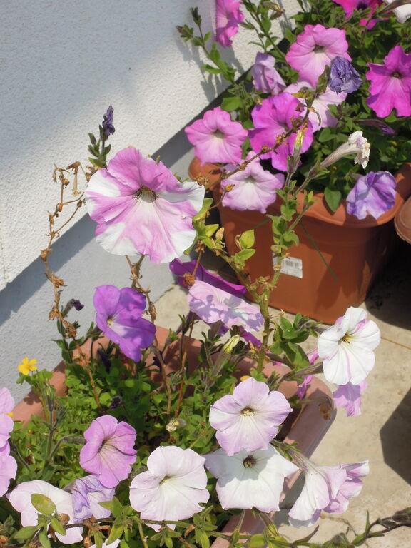 ペチュニア 冬越し 秋まき実生株 が開花しました イナカモノのイナカグラシ