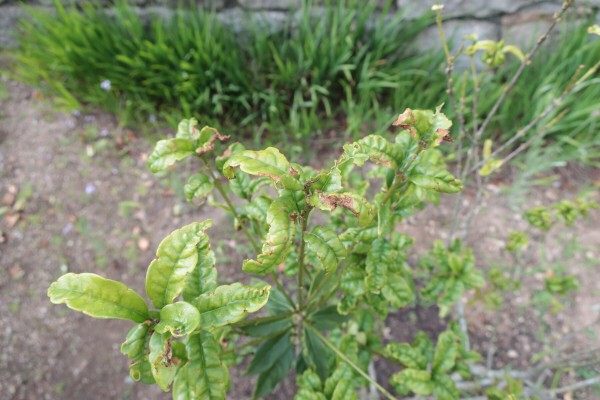 キンモクセイの葉が縮れる問題 その2 剪定のストレスが原因か 21年の様子 イナカモノのイナカグラシ