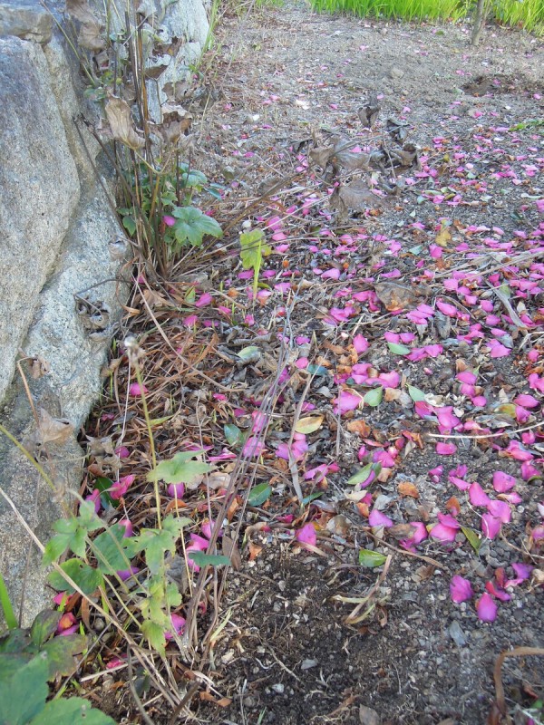 クロコスミアの開花と冬の球根整理 イナカモノのイナカグラシ