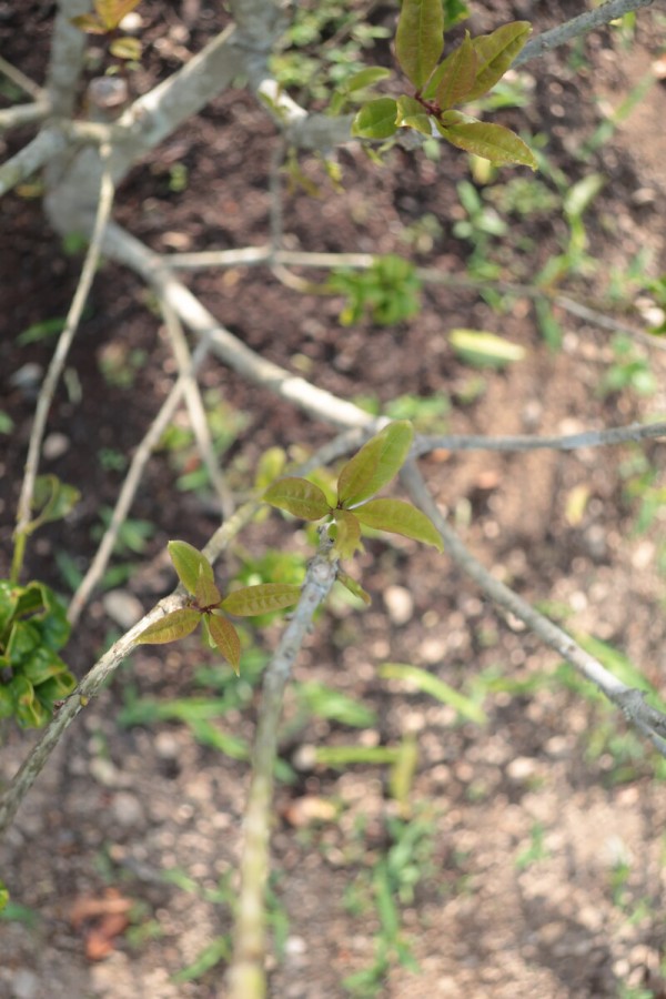 キンモクセイの葉が縮れる問題 その2 剪定のストレスが原因か 21年の様子 イナカモノのイナカグラシ