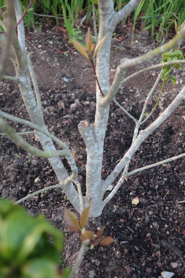 キンモクセイの葉が縮れる問題 その2 剪定のストレスが原因か 21年の様子 イナカモノのイナカグラシ