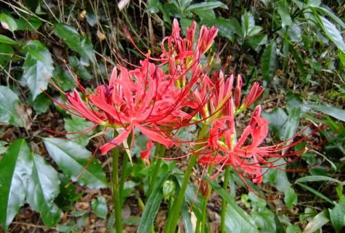 彼岸花が咲かない彼岸 温暖化の影響か 山本節