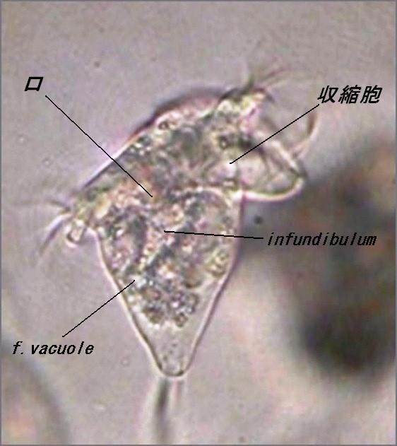 Vorticella Campanulla ツリガネムシの一種 滴虫界 Infusorian World Ciliates Amoebae Flagellates ｅｔｃ