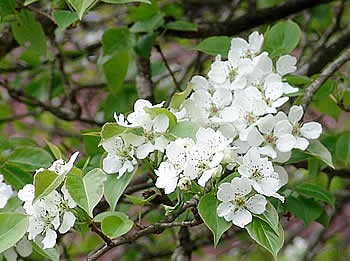 やまなしの花 やまなしの木陰で