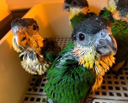 ズグロシロハラインコ ご飯ほしーい お店のインコたち