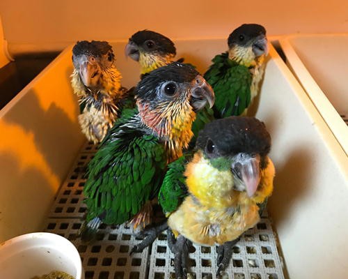 ズグロシロハラインコ ご飯ほしーい お店のインコたち