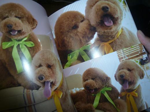 犬好きにはたまらない Zip ジジ ププphoto Book 写真集 が届く 最近思う事 まんてんブログ