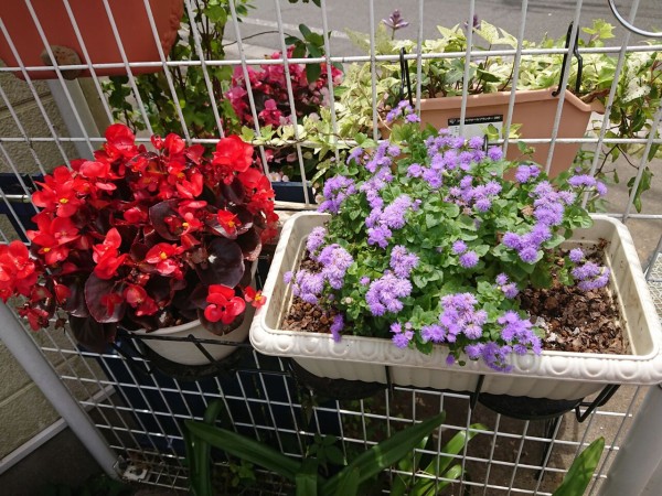 暑さには気をつけないと Inside And Outside In Garden