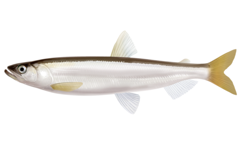 キュウリ魚の唐揚げ 花宴の台所便り