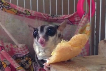 一分間の幸せ 13 フクロモモンガ シュークリーム 一分間のしあわせ モモンガ