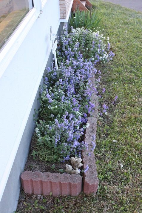 キャットミントが咲きました アンティム ティムの日記