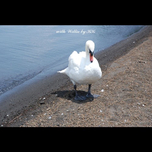 山中湖でスワンボートに乗ったよ Willieといっしょ