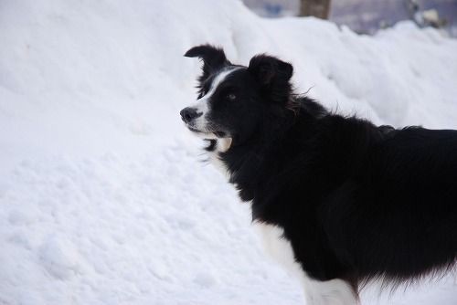 犬連れ北海道旅 Vol 009 洞爺湖のほとりで雪遊び Willieといっしょ