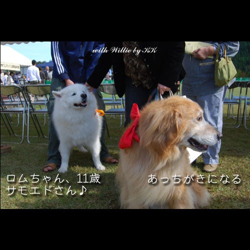 犬種紹介のショーとサモエドのお友達 Willieといっしょ