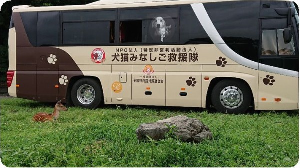 栃木拠点 ７月８日 Npo法人 犬猫みなしご救援隊 代表ブログ みなしご庵へようこそ