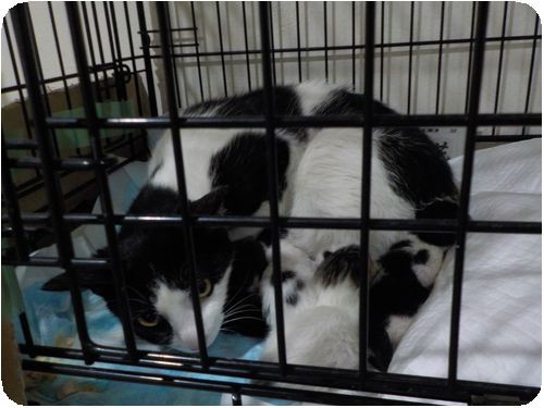 ５月１５日 : NPO犬猫みなしご救援隊・代表ブログ・みなしご庵へようこそ