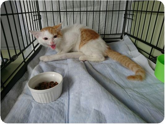 栃木拠点・８月１４日 : NPO犬猫みなしご救援隊・代表ブログ・みなしご 