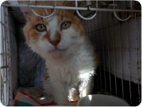 5月15日 : NPO犬猫みなしご救援隊・代表ブログ・みなしご庵へようこそ