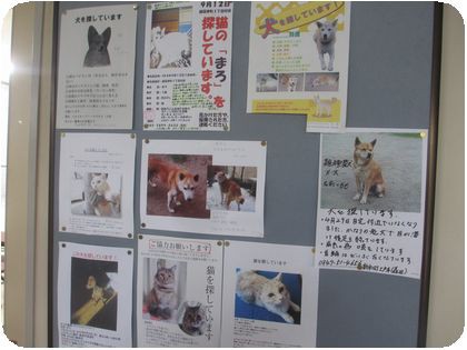広島県 Npo犬猫みなしご救援隊 代表ブログ みなしご庵へようこそ