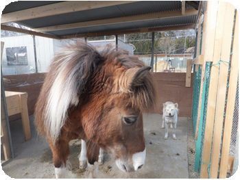 大型ポニーのマリー Npo犬猫みなしご救援隊 代表ブログ みなしご庵へようこそ
