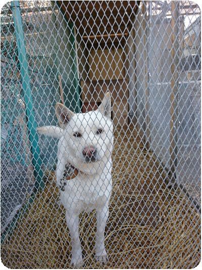 栃木拠点 ２月１５日 Npo法人 犬猫みなしご救援隊 代表ブログ みなしご庵へようこそ