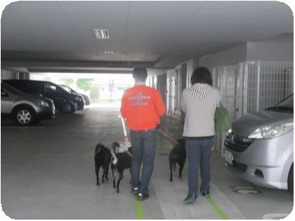 名古屋 横須賀 Npo犬猫みなしご救援隊 代表ブログ みなしご庵へようこそ