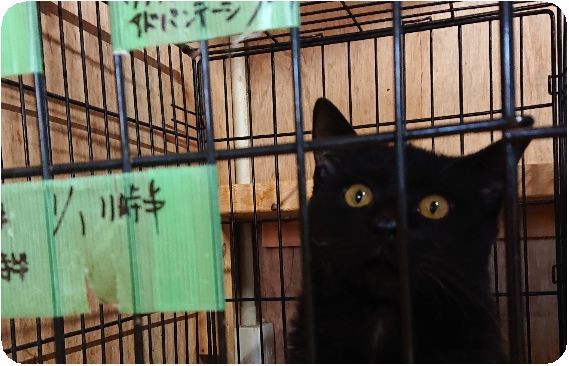 栃木拠点・1月1１日 : NPO犬猫みなしご救援隊・代表ブログ・みなしご庵 