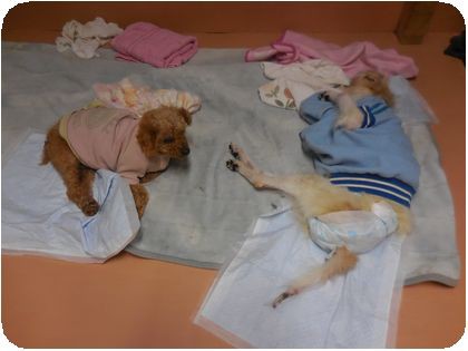 12月24日 : NPO犬猫みなしご救援隊・代表ブログ・みなしご庵へようこそ