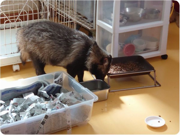 広島本部 7月28日 Npo犬猫みなしご救援隊 代表ブログ みなしご庵へようこそ