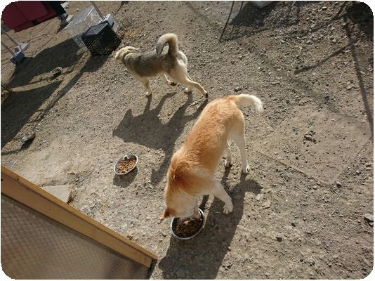 栃木拠点 2月16日 Npo犬猫みなしご救援隊 代表ブログ みなしご庵へようこそ 栃木拠点 2月16日 Npo犬猫みなしご救援隊 代表ブログ みなしご庵へようこそ