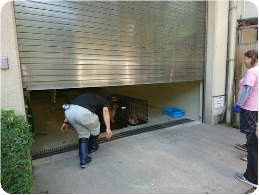 熊谷咬傷冤罪事件 Npo犬猫みなしご救援隊 代表ブログ みなしご庵へようこそ