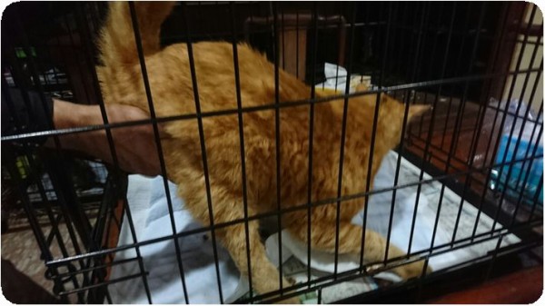 広島本部・６月２７日 : NPO犬猫みなしご救援隊・代表ブログ・みなしご 