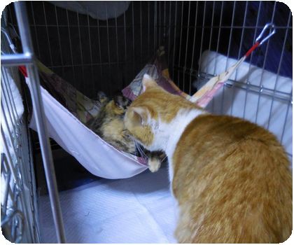 熊本ｔｎｒ 佐賀ｔｎｒ Npo犬猫みなしご救援隊 代表ブログ みなしご庵へようこそ