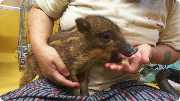 栃木拠点 7月13日 Npo犬猫みなしご救援隊 代表ブログ みなしご庵へようこそ
