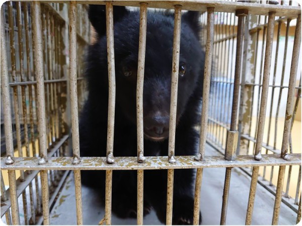 ツキノワグマ Npo犬猫みなしご救援隊 代表ブログ みなしご庵へようこそ