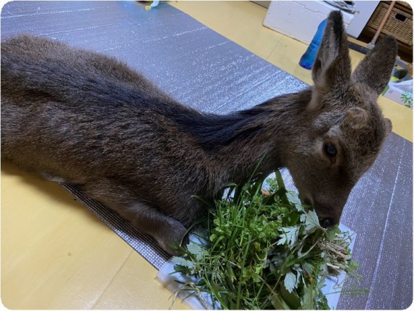 鹿 Npo犬猫みなしご救援隊 代表ブログ みなしご庵へようこそ