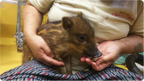 栃木拠点 7月13日 Npo犬猫みなしご救援隊 代表ブログ みなしご庵へようこそ